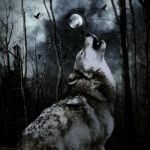 wolf999 avatarja